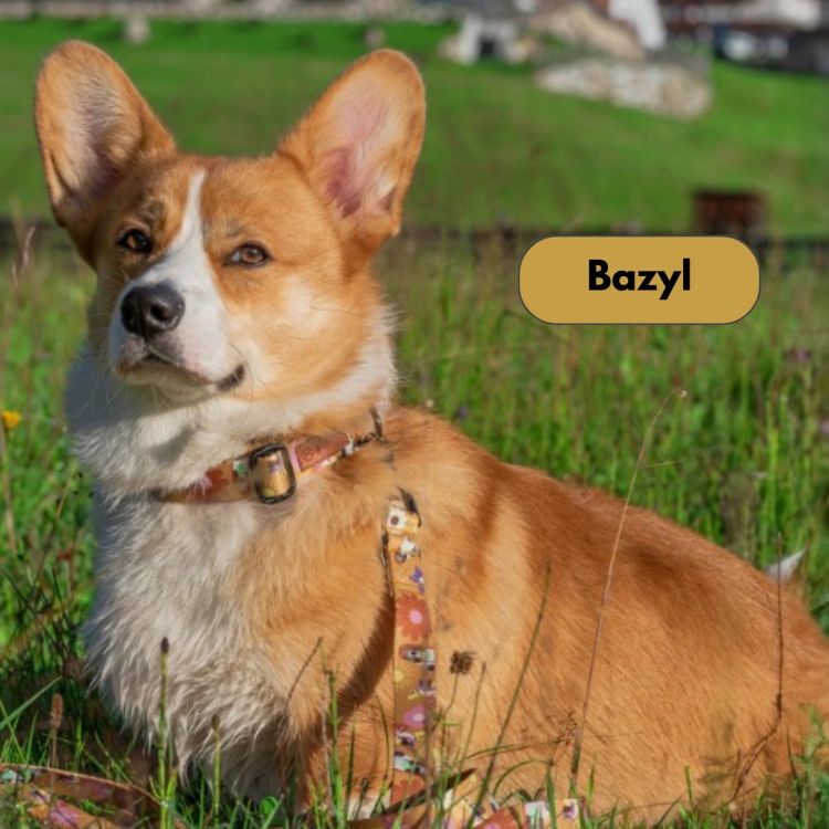 Corgi Bazyl - Hippie.png